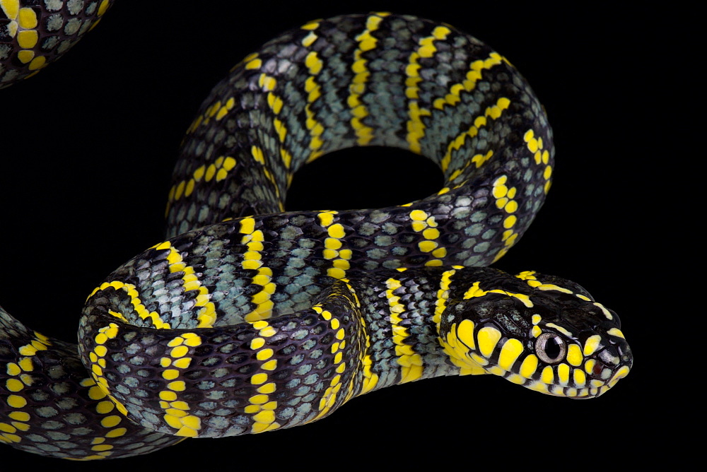 Luzon mangrove snake (Boiga dendrophila divergens)