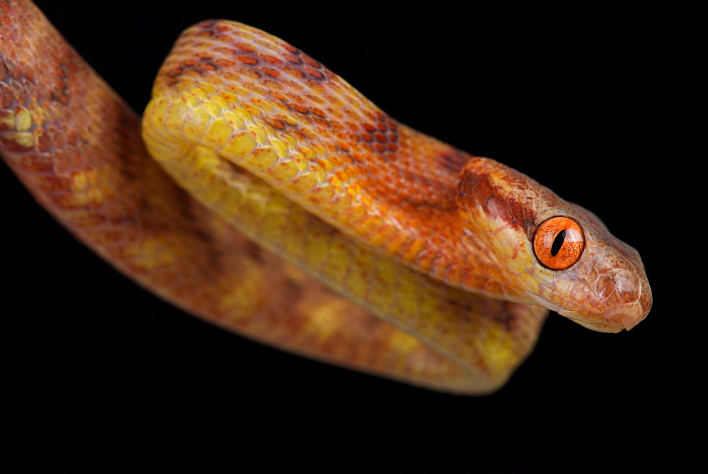 Guangxi Cat Snake (Boiga guangxiensis)