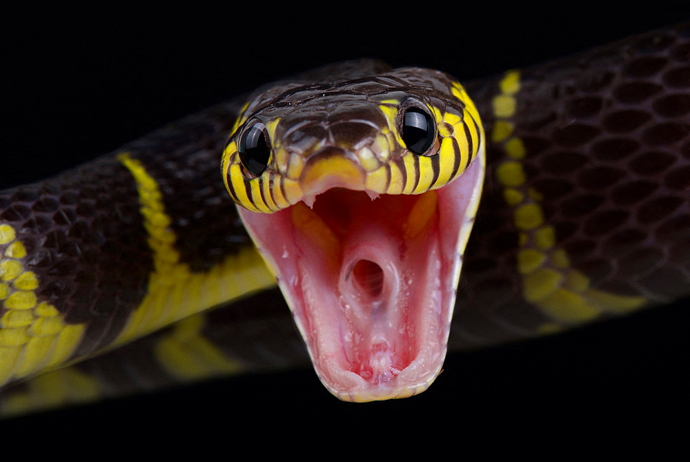 Mangrove snake (Boiga dendrophila dendrophila)