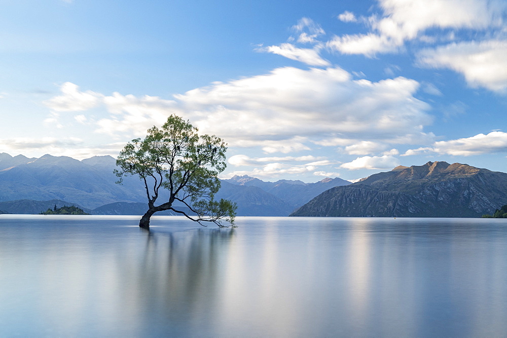 Wanaka Ttree, lonely tree in water, Lake Wanaka, South Island, New Zealand