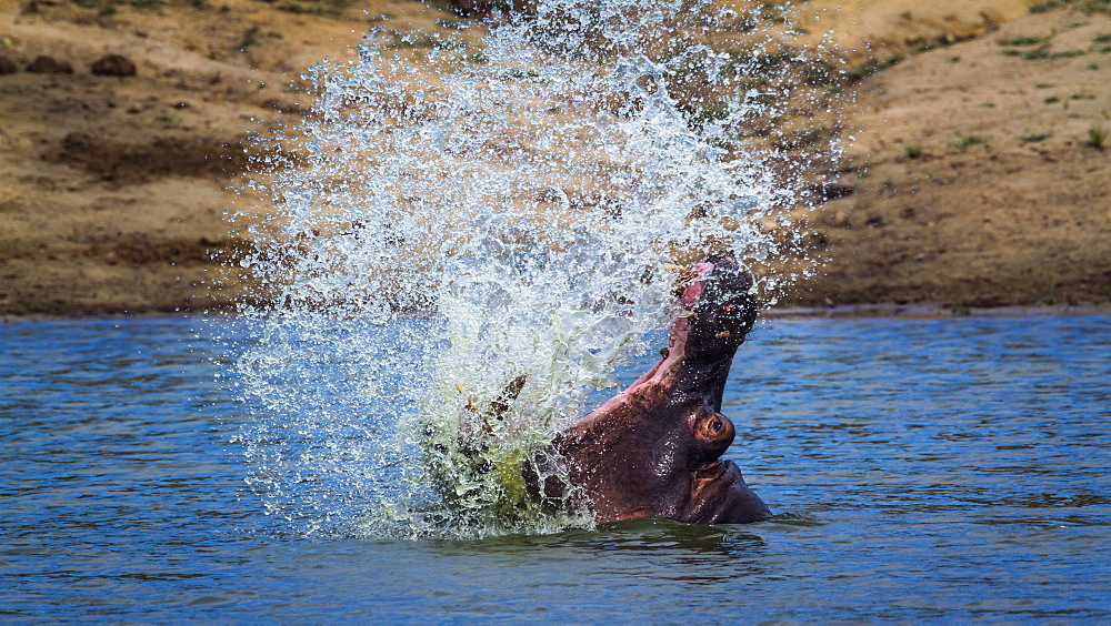 Hippopotamus (Hippopotamus amphibius) splashing with open mouth in Kruger National park, South Africa