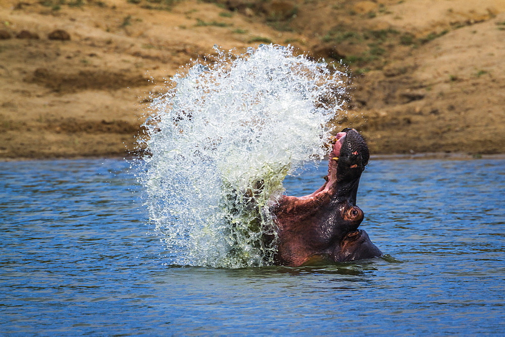 Hippopotamus (Hippopotamus amphibius) splashing with open mouth in Kruger National park, South Africa