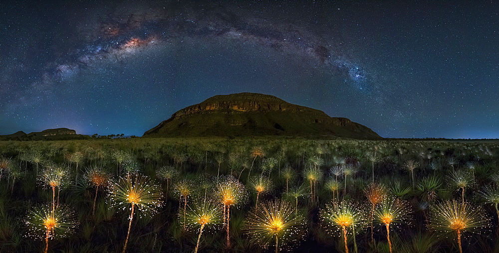 Paepalanthus Wildflowers at night