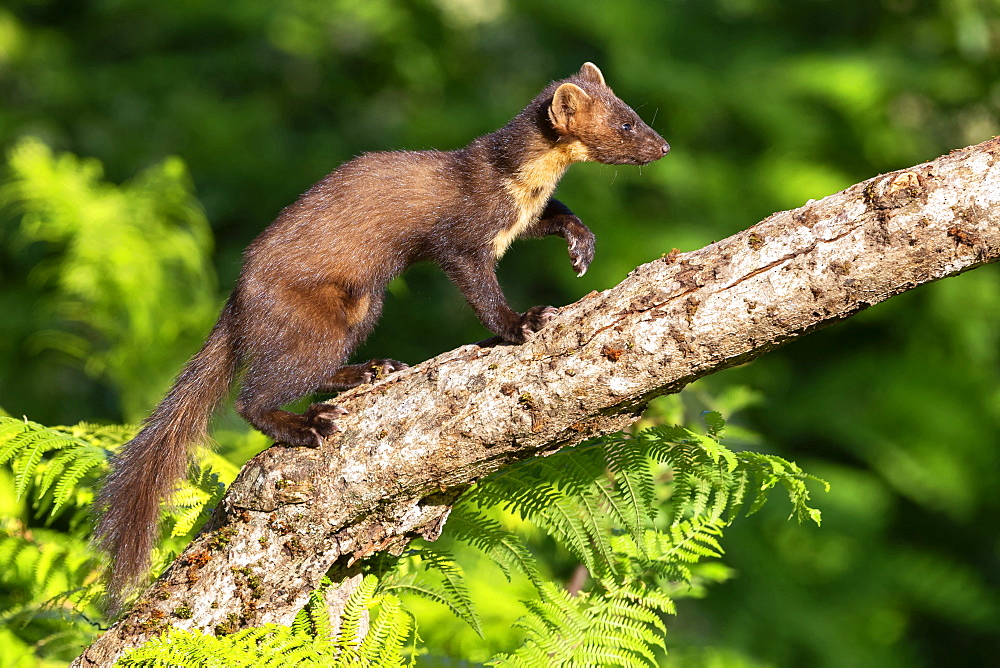 Pine Marten (Martes martes), side view of an adult male walking on an old trunk