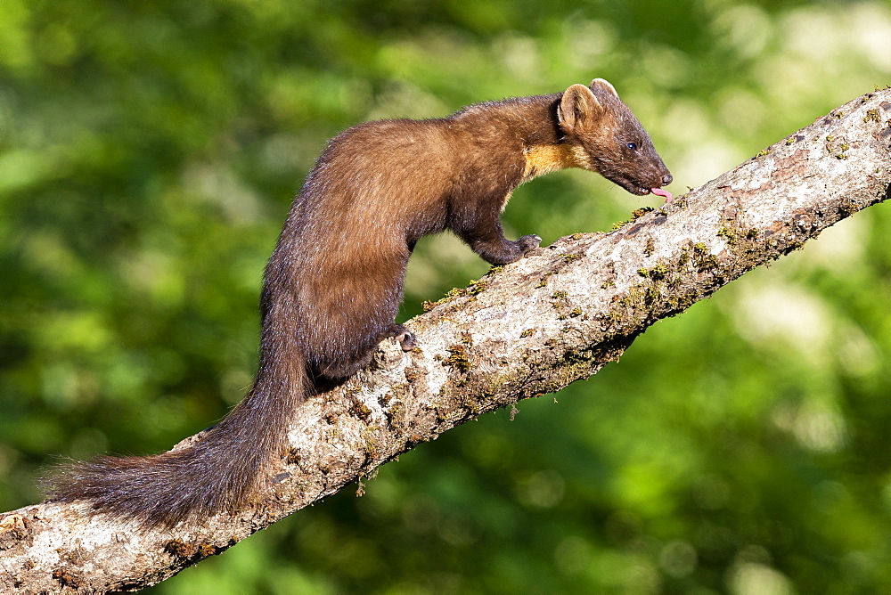 Pine Marten (Martes martes), adult perched on an old trunk, Campania, Italy