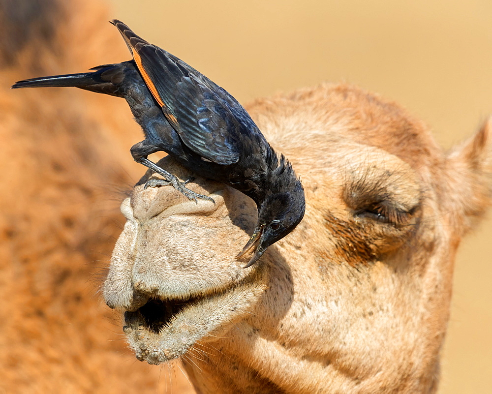 Tristram's Starling (Onychognathus tristramii), adult male looking for insects on the head of a Dromedary Camel, Dhofar, Oman