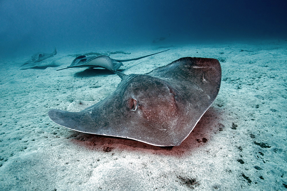 Roughtail Stringray (Dasyatis centroura),Tenerife, Canary Islands, Spain, Atlantic Ocean