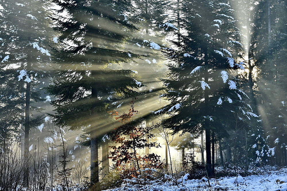 Rays of light crossing a fir forest in winters, Doubs, France