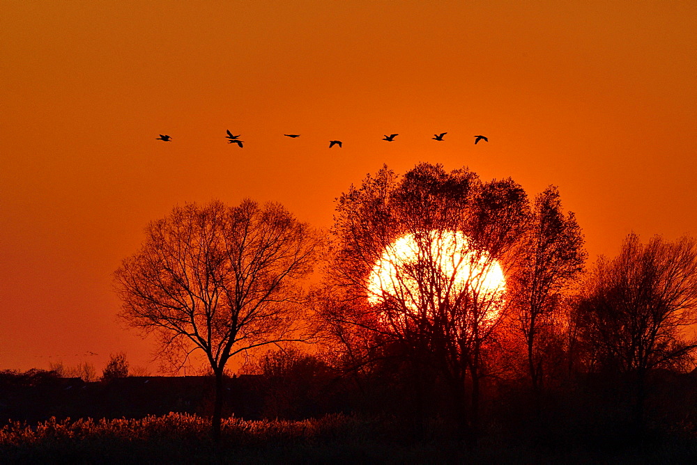 Flight of Cranes (Grus grus) sunset at Lake Der, Haute Marne, Montier en Der, Haute-Marne, France