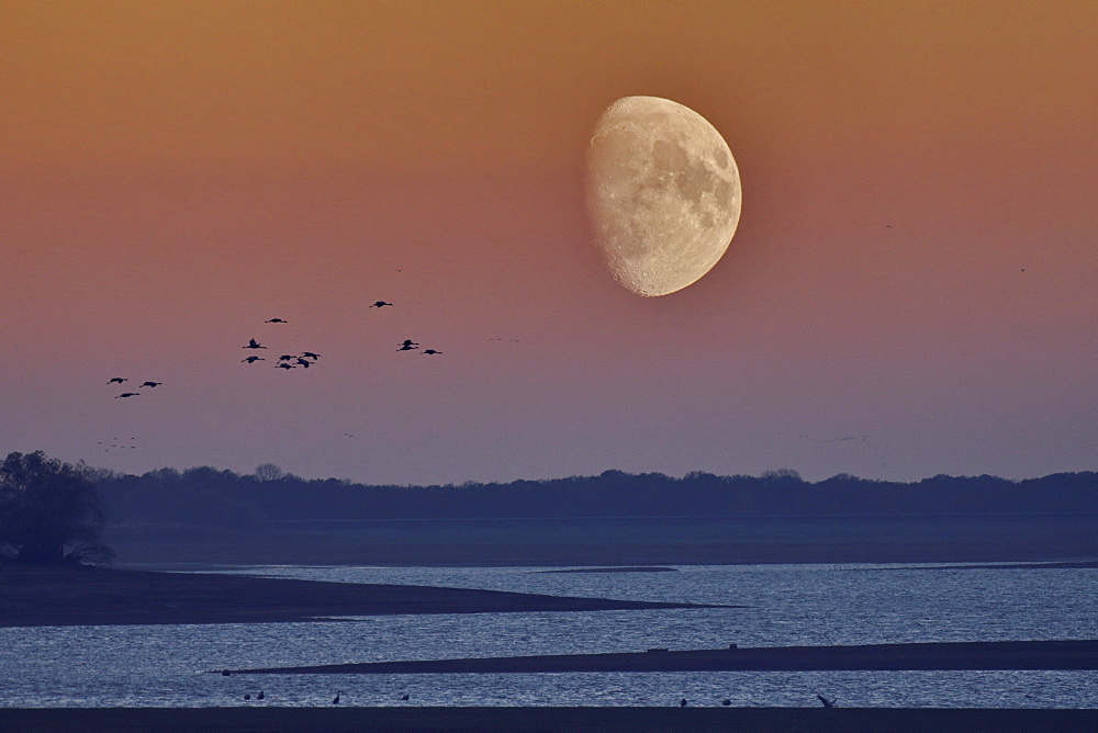 Flight of Cranes (Grus grus), moon, Lake Der, Haute Marne, Montier en Der, Haute-Marne, France