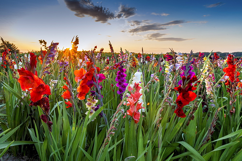 Sale of self-service gladioli, Sangatte, Hauts de France, France