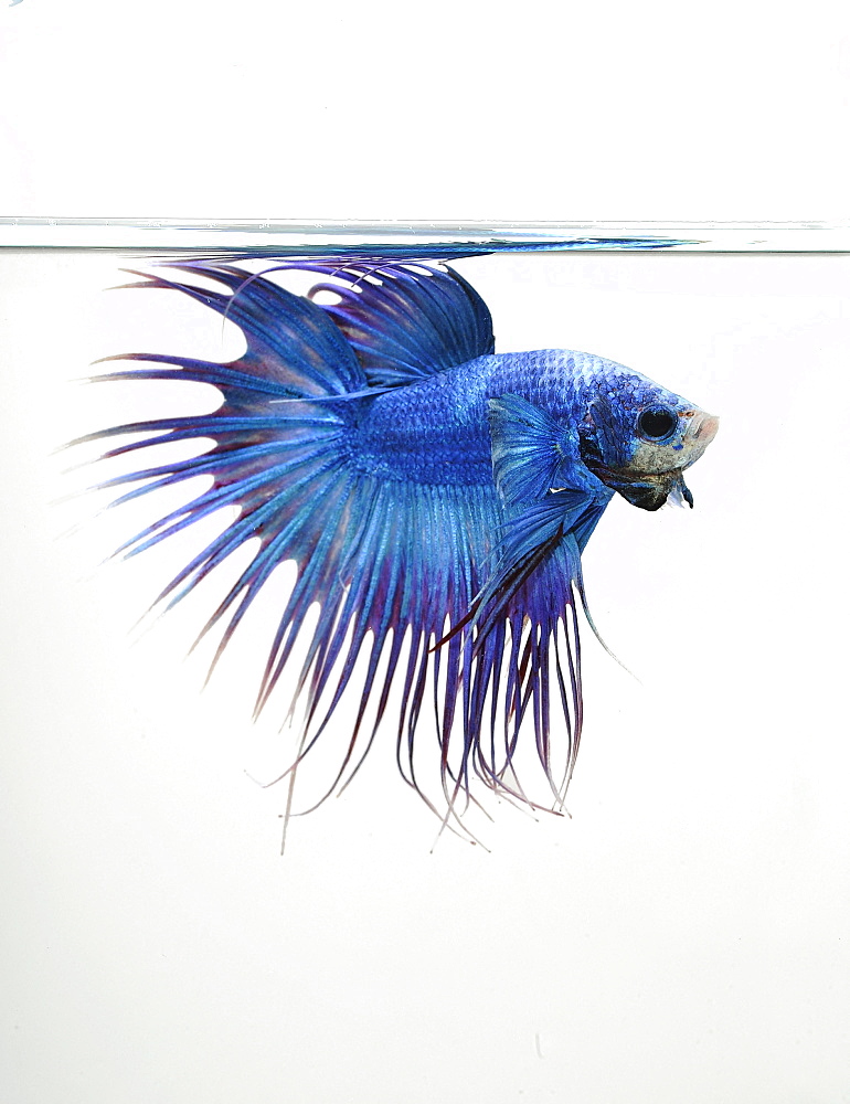 Siamese fighting fish (Betta splendens) male 'Crowntail Dragon'