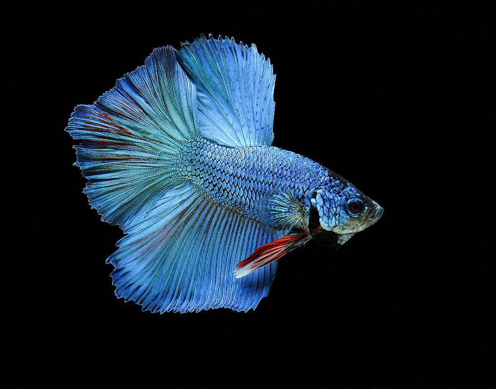 Siamese fighting fish (Betta splendens) 'Half Moon' male