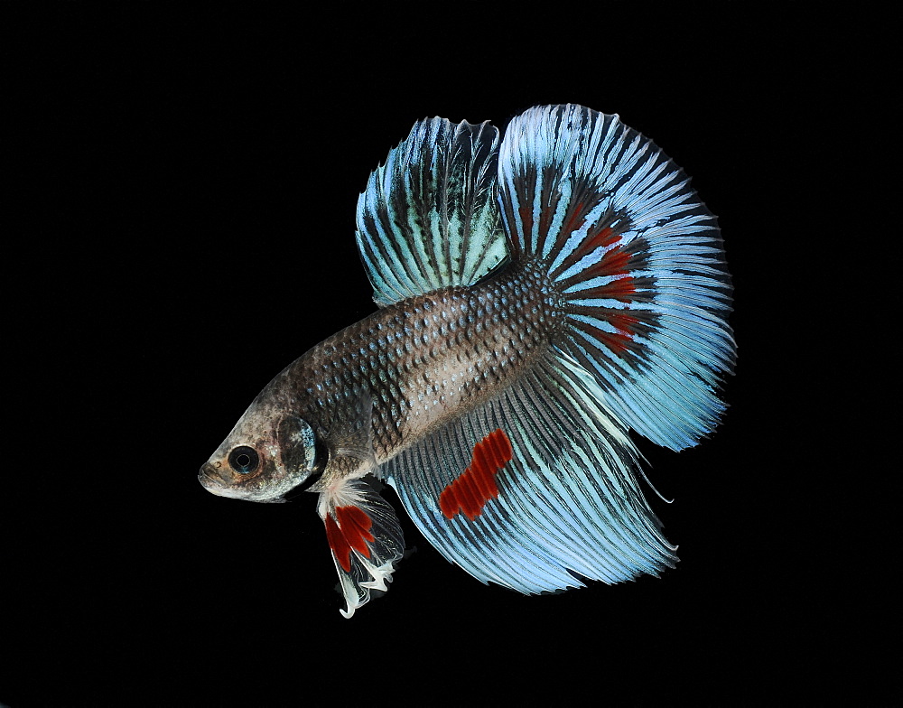 Siamese fighting fish (Betta splendens) 'Tri Band' male