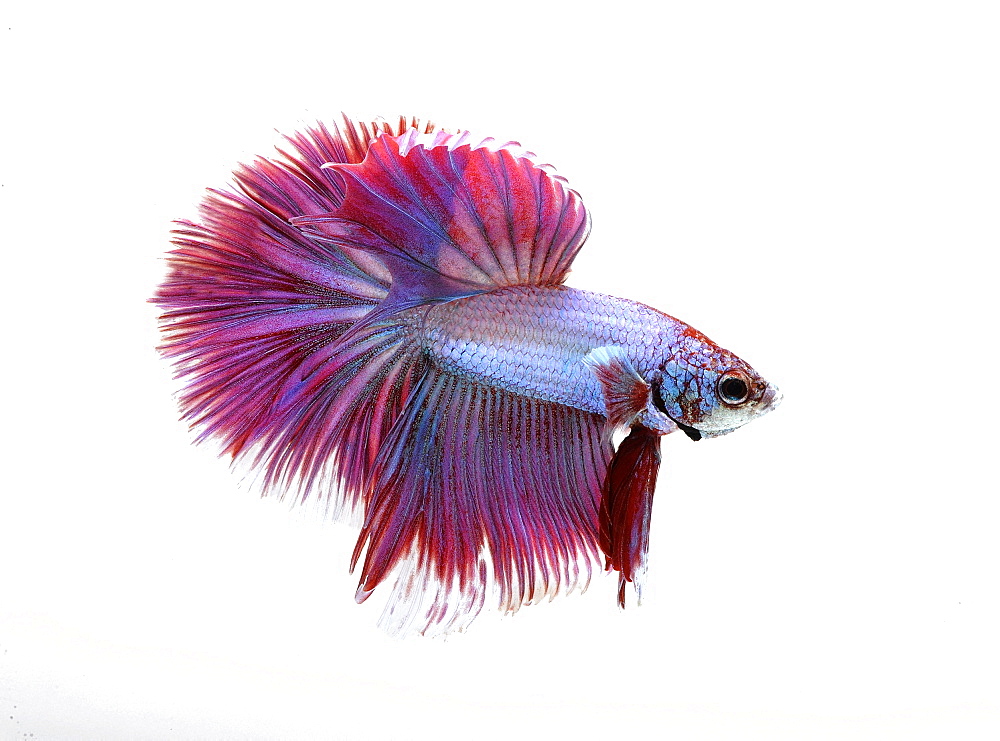 Siamese fighting fish (Betta splendens) 'Half Moon Tri Band' male