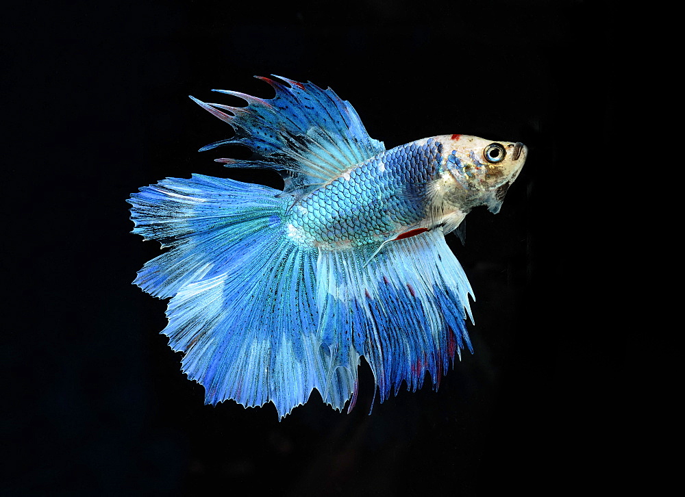 Siamese fighting fish (Betta splendens) 'Double Tail Butterfly' male