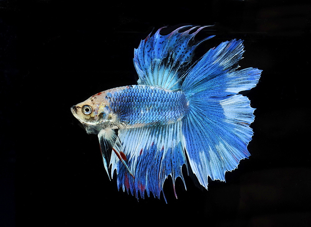 Siamese fighting fish (Betta splendens) 'Double Tail Butterfly' male