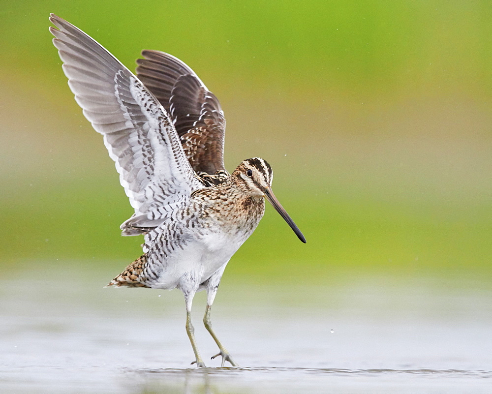 Common Snipe (Gallinago gallinago), adult taking off from the water, Campania, Italy