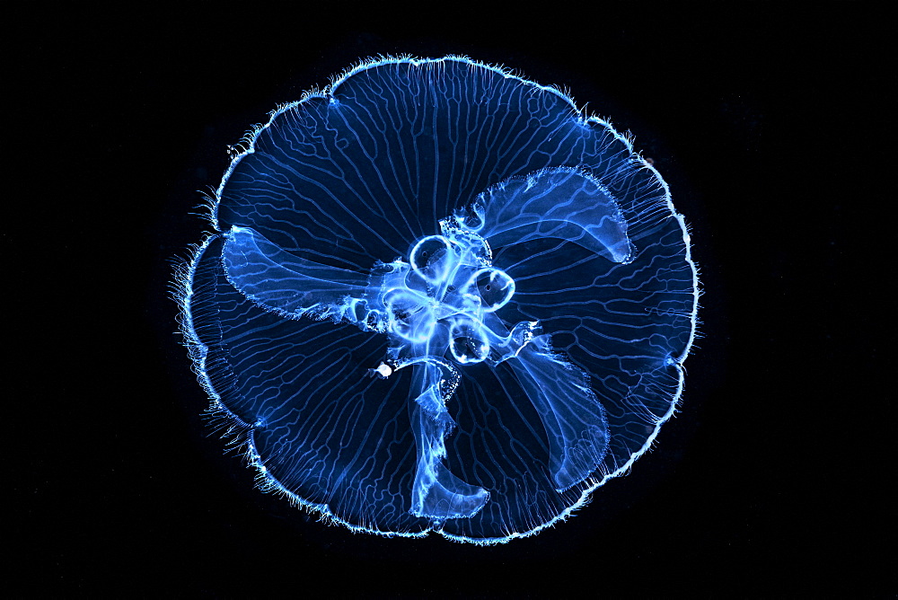 Moon Jellyfish (Aurelia aurita) on black background, Mayotte