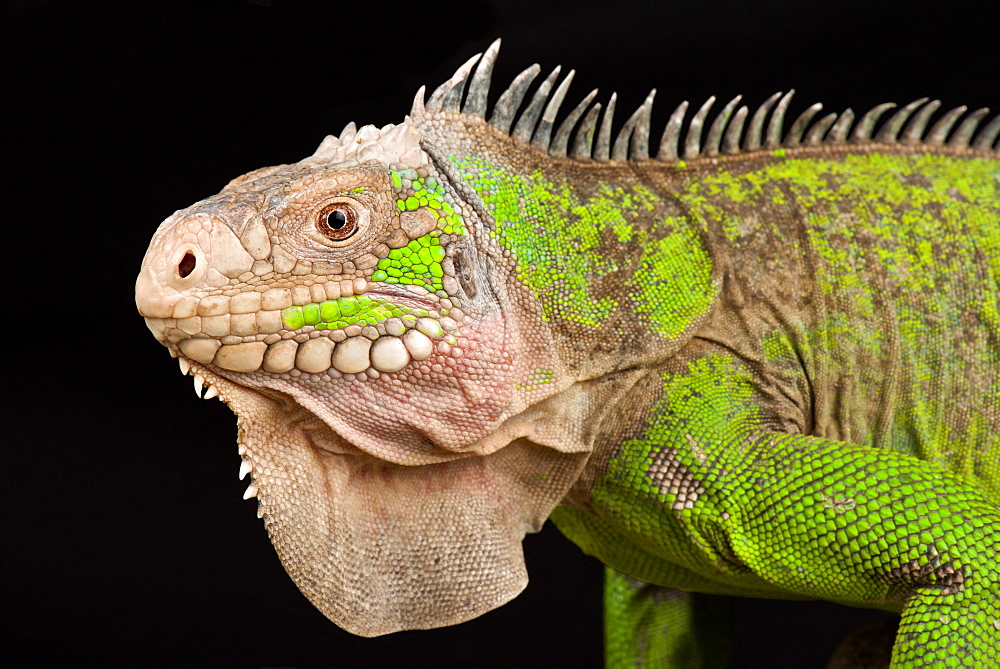 Lesser Antillean Iguana (Iguana delicatissima)