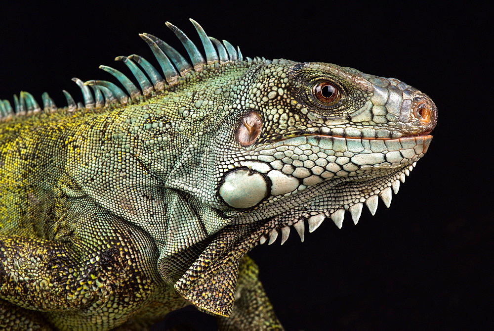 Caribbean green iguana (Iguana iguana ssp.)