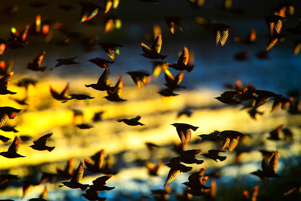 Common Starling (Sturnus vulgaris) group in flight at dusk, Delta Ebro Natural Park, Spain