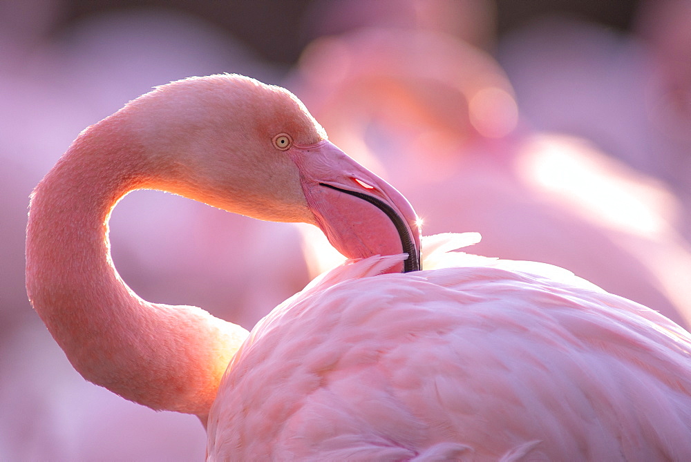 Great Flamingo (Phoenicopterus roseus) portrait, Camargue, France