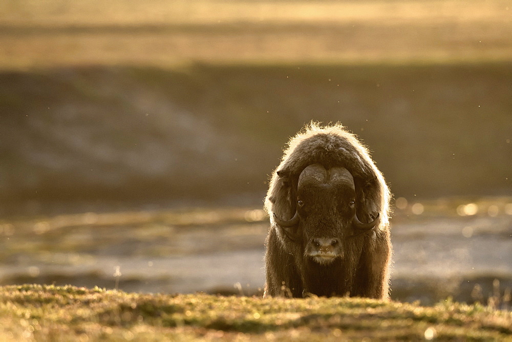 Muskox (Ovibos moschatus) solitary male, Jameson Land, Northeast Greenland