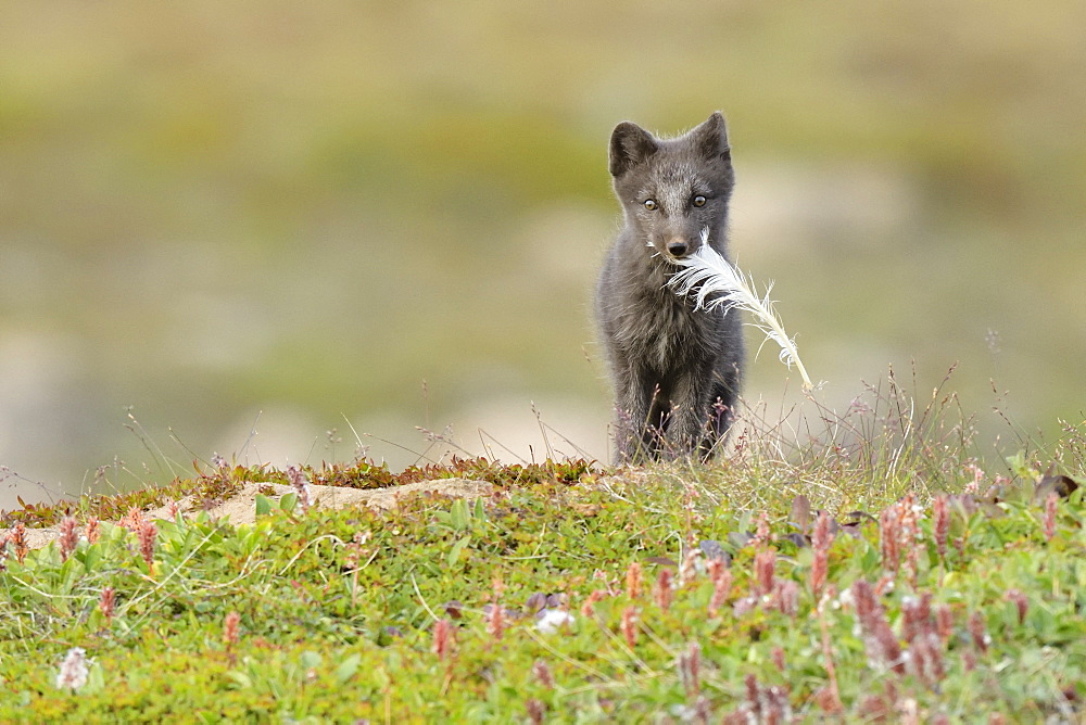 Young Arctic Fox (Alopex Lagopus) with a feather in tundra, Jameson Land, Northeast Greenland