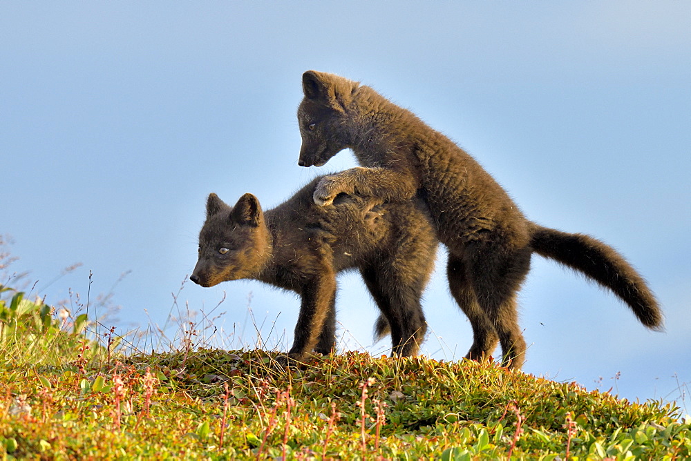 Young Arctic Foxes (Alopex Lagopus) playing, Jameson Land, Northeast Greenland