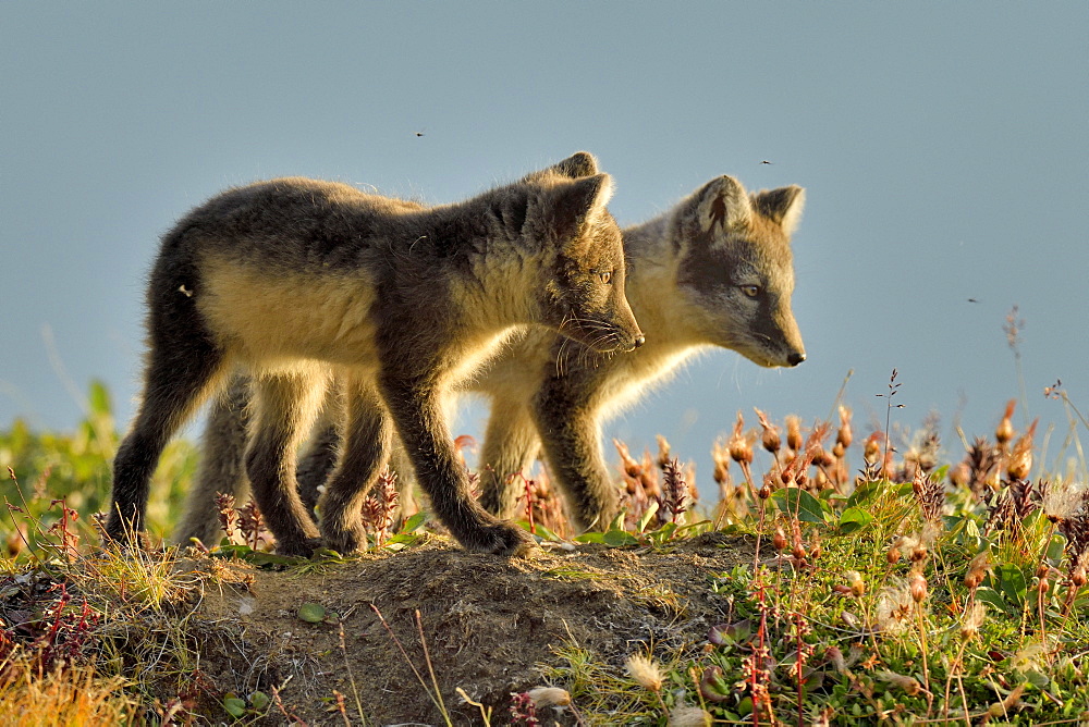 Young Arctic Foxes (Alopex Lagopus) playing, Jameson Land, Northeast Greenland