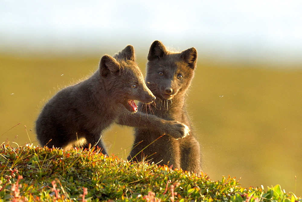 Young Arctic Foxes (Alopex Lagopus) playing, Jameson Land, Northeast Greenland