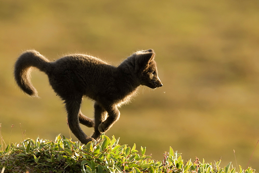 Young Arctic Fox (Alopex Lagopus) running in tundra, Jameson Land, Northeast Greenland