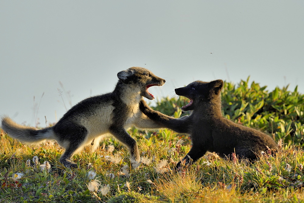 Young Arctic Foxes (Alopex Lagopus) playing, Jameson Land, Northeast Greenland