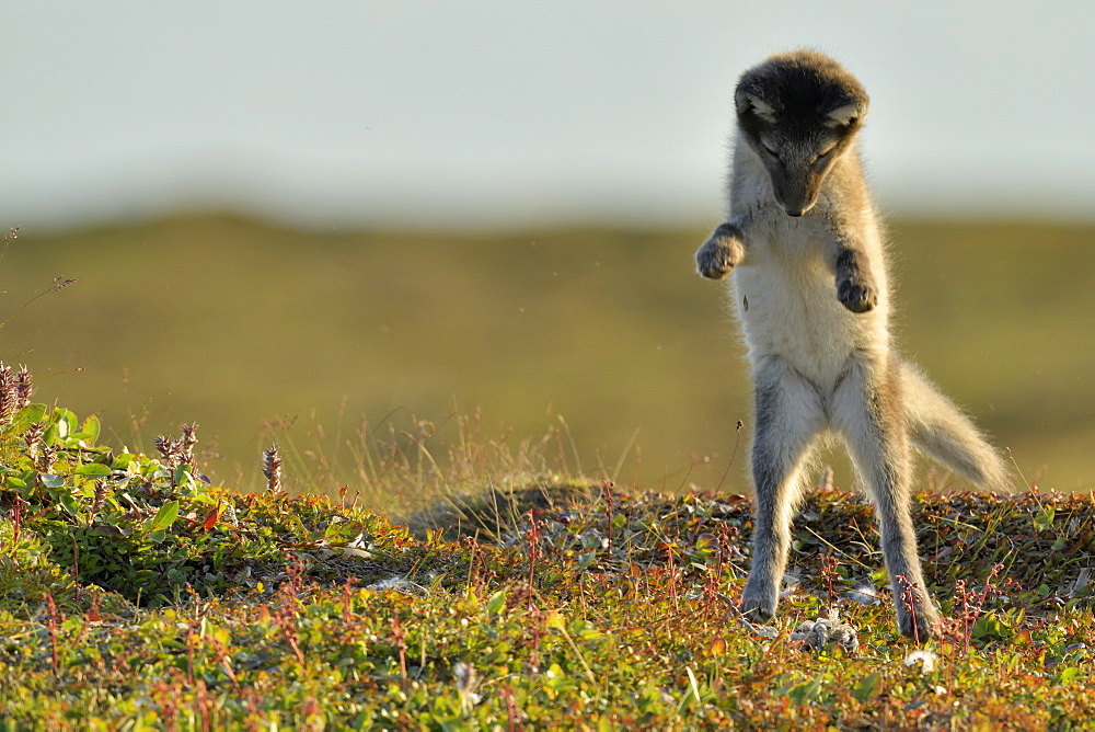 Young Arctic Fox (Alopex Lagopus) playing in tundra, Jameson Land, Northeast Greenland