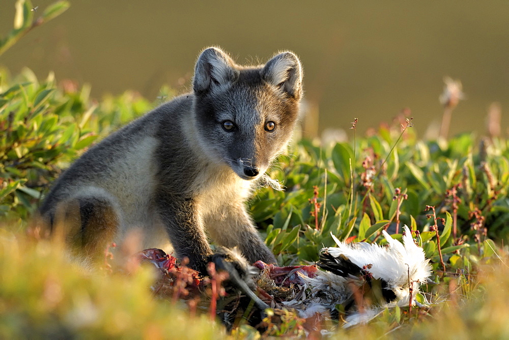 Young Arctic Fox (Alopex Lagopus) eating a young goose in tundra, Jameson Land, Northeast Greenland