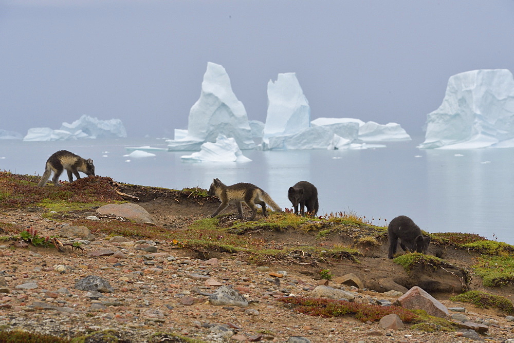 Arctic Foxes (Alopex Lagopus) family in the tundra, at the bottom the Scoresbysund, Jameson land, North East Greenland