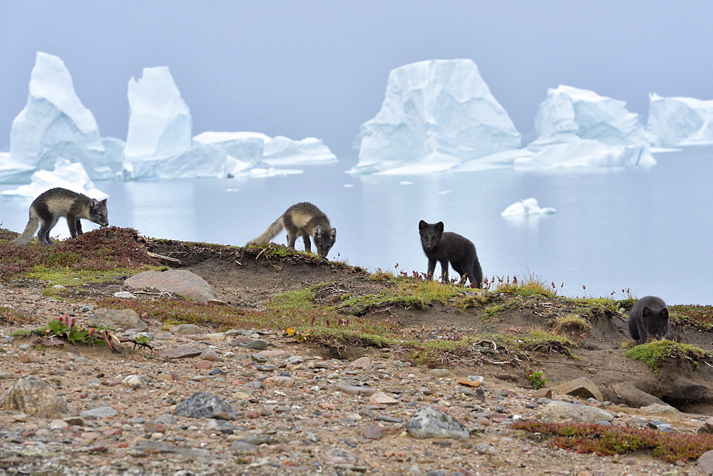 Arctic Foxes (Alopex Lagopus) family in the tundra, at the bottom the Scoresbysund, Jameson land, North East Greenland