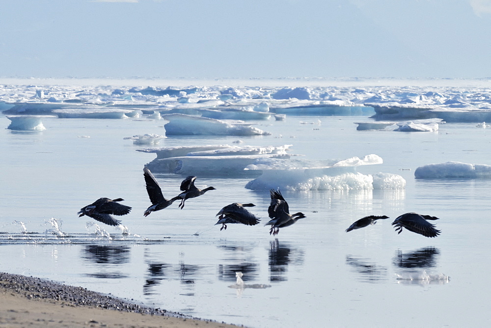 Pink-footed Goose (Anser brachyrhynchus) in flight. Colony on Scoresbysund, Greenland, North East