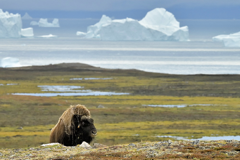 Muskox (Ovibos moschatus) solitary male in the tundra, bottom Scoresbysund, Jameson Land, Northeast Greenland