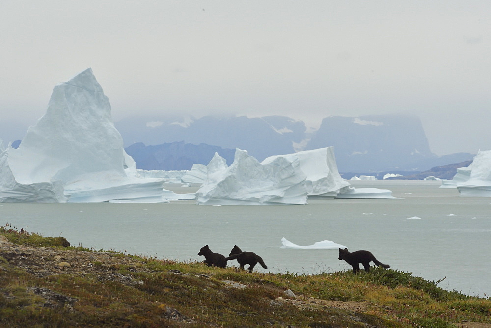 Young Arctic Foxes (Alopex Lagopus) in the tundra, at the bottom the Scoresbysund, Jameson land, North East Greenland