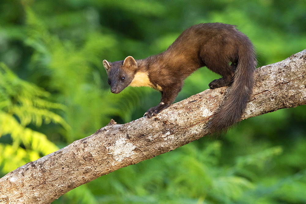 Pine Marten (Martes martes), adult standing on a trunk, Campania, Italy