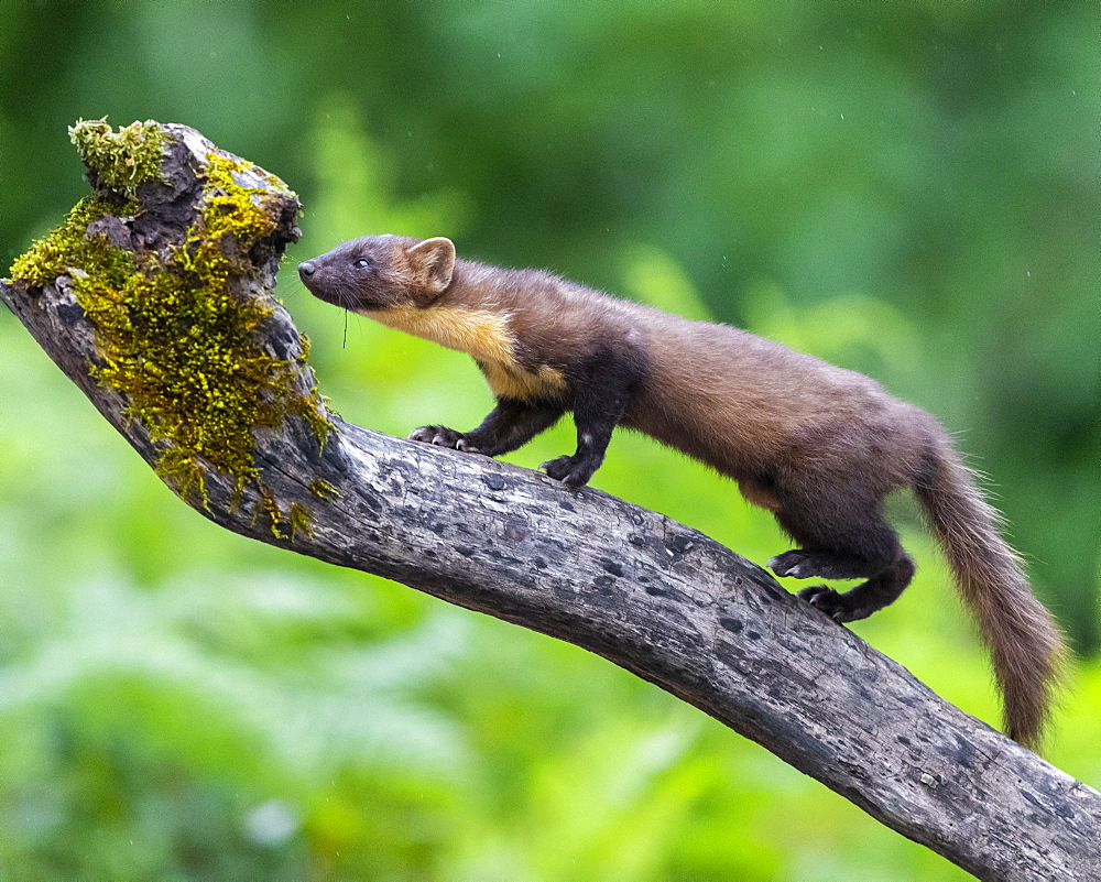 Pine Marten (Martes martes), adult climbing a trunk, Campania, Italy