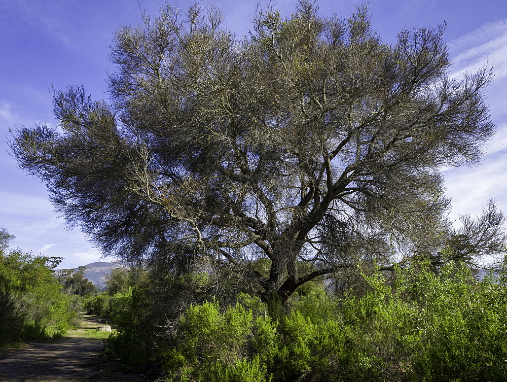 Damage to a Coast Live Oak (Quercus agrifolia) caused by the California Oak Moth (Phryganidia californica), the most important oak-feeding caterpillar throughout its range, which extends along the coast and through the coastal mountains of California. The caterpillars can strip a tree of all leaves but the Coast Live Oak trees usually recover in subsequent years.