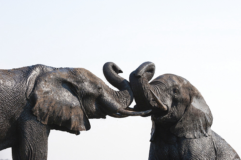 Elephants (Loxodonta africana), Chobe National Park, Botswana.