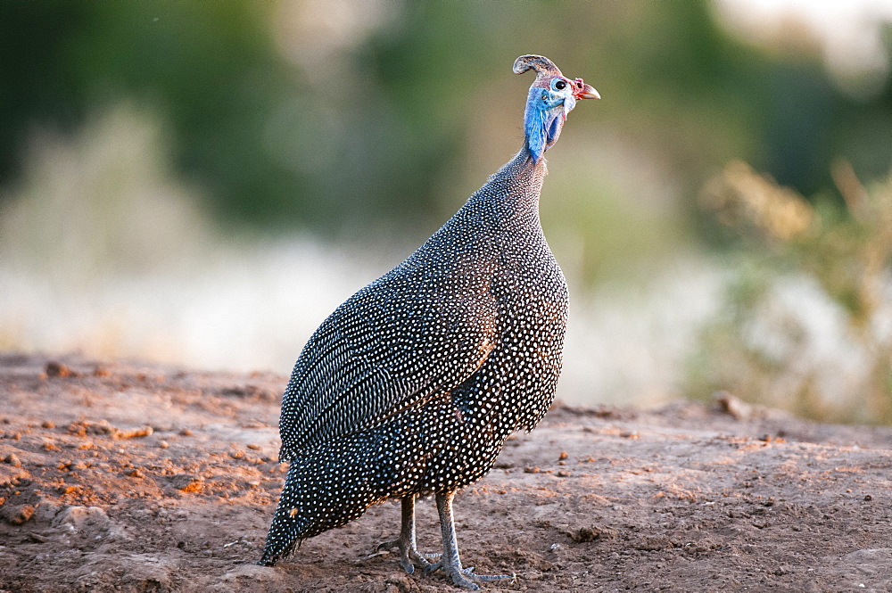 Helmeted guineafowl (Numida meleagris), Mashatu Game Reserve, Botswana.