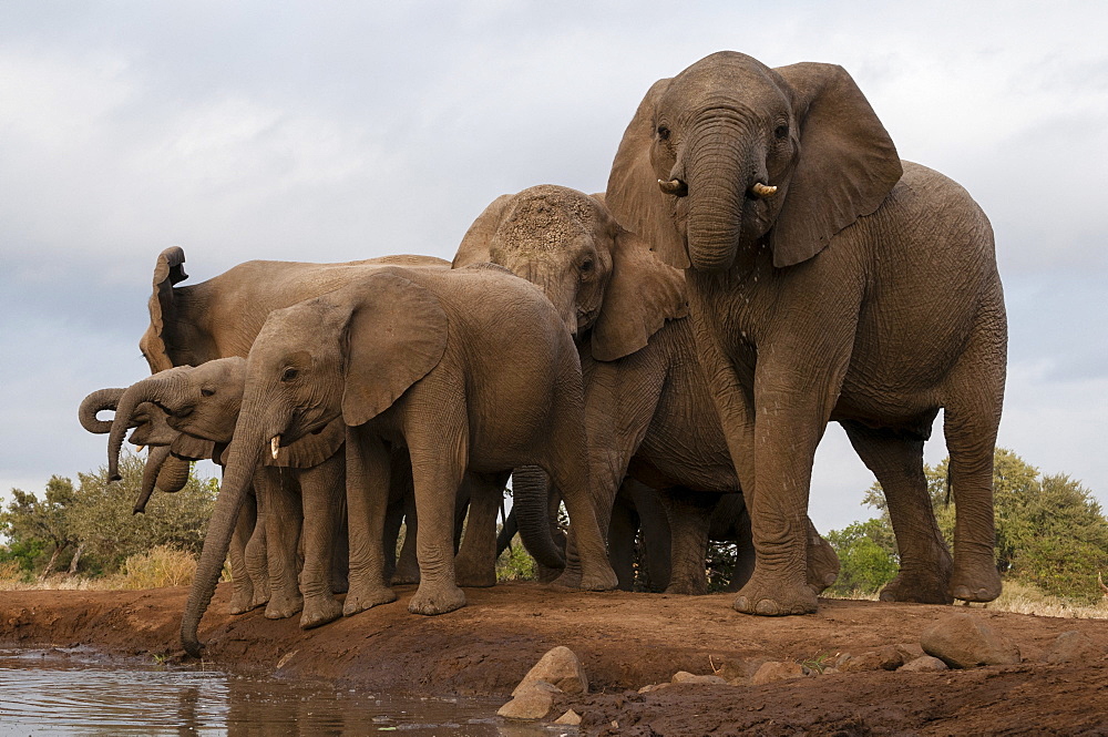 African elephant (Loxodonta africana), Mashatu Game Reserve, Botswana.