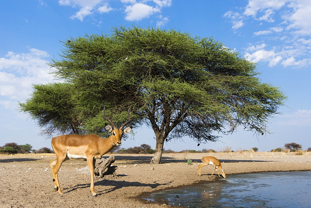 Remote camera image of impalas (Aepyceros melampus) drinking at waterhole, Kalahari, Botswana