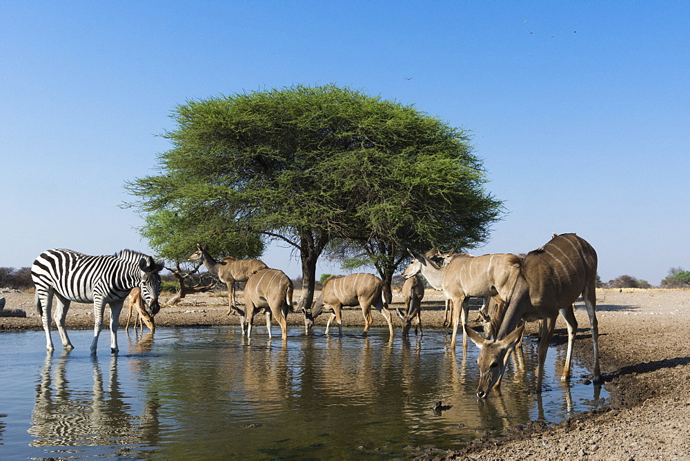 A remote camera image of greater kudu females (Tragelaphus strepsiceros), and Burchell's zebra (Equus burchellii) at waterhole, Kalahari, Botswana