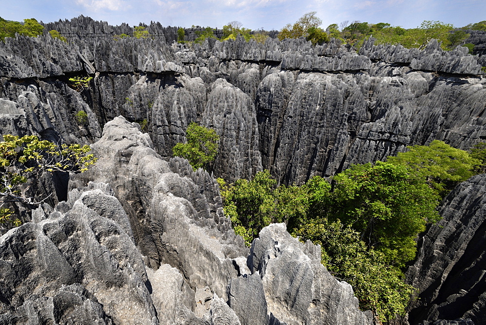 Landscape of tropical karstic phenomena in the Tsingy national park of Bemaraha, Small Tsingy area, UNESCO World Heritage site, Early November: end of dry season, Madagascar